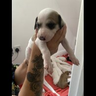 Lurcher - Both