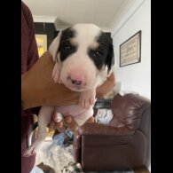 Lurcher - Both