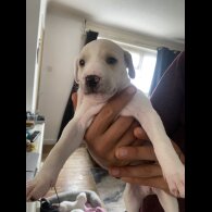 Lurcher - Both