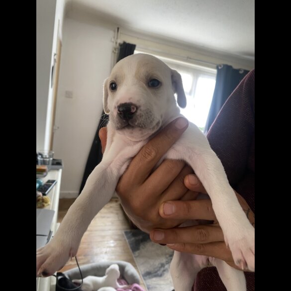 Lurcher - Both
