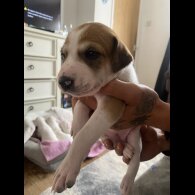 Lurcher - Both