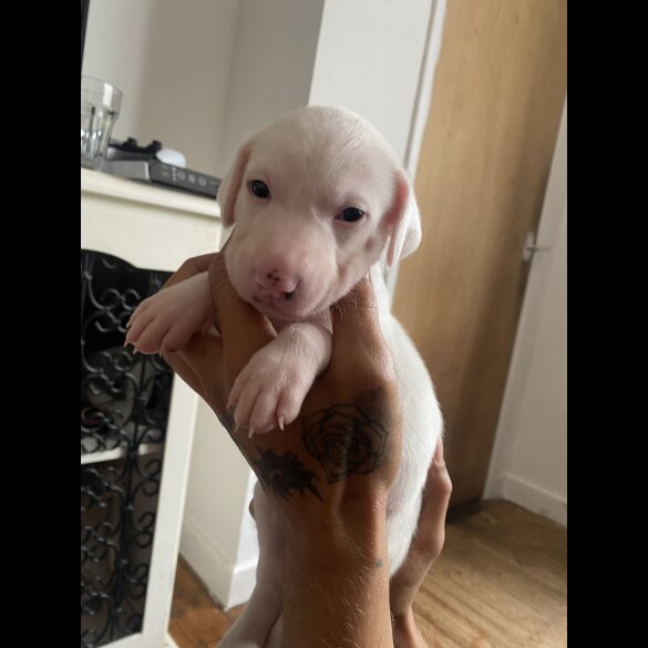 Lurcher - Both