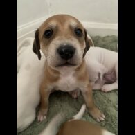 Lurcher - Both