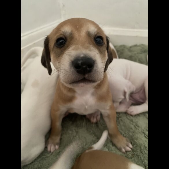 Lurcher - Both