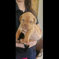 Dogue De Bordeaux - Both