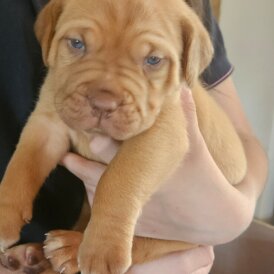 Dogue De Bordeaux - Both