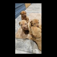 Dogue De Bordeaux - Both