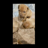 Dogue De Bordeaux - Both