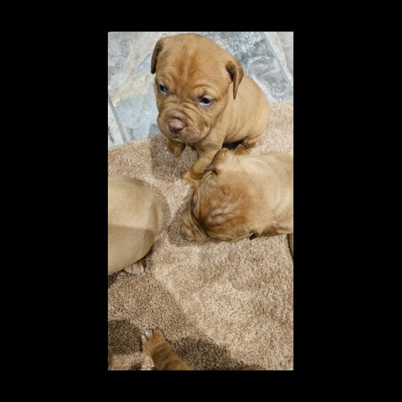 Dogue De Bordeaux - Both