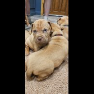 Dogue De Bordeaux - Both