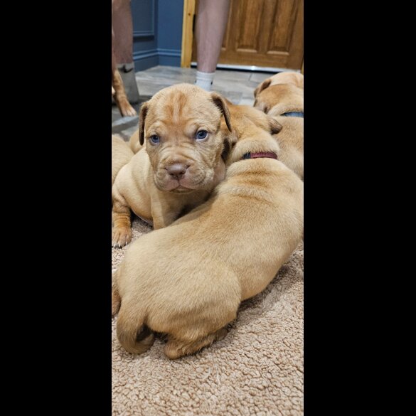 Dogue De Bordeaux - Both