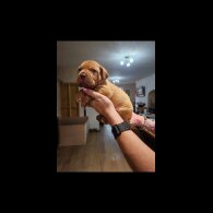 Dogue De Bordeaux - Both