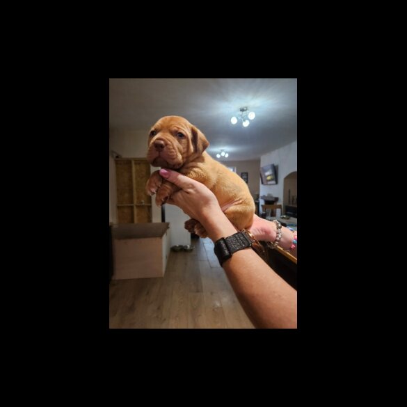 Dogue De Bordeaux - Both