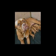 Dogue De Bordeaux - Both