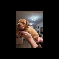 Dogue De Bordeaux - Both