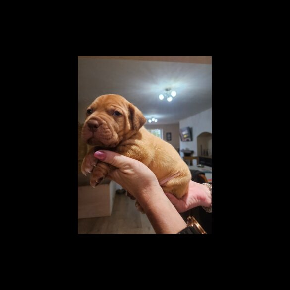 Dogue De Bordeaux - Both