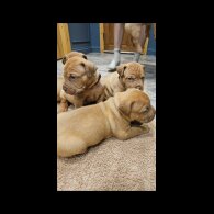 Dogue De Bordeaux - Both