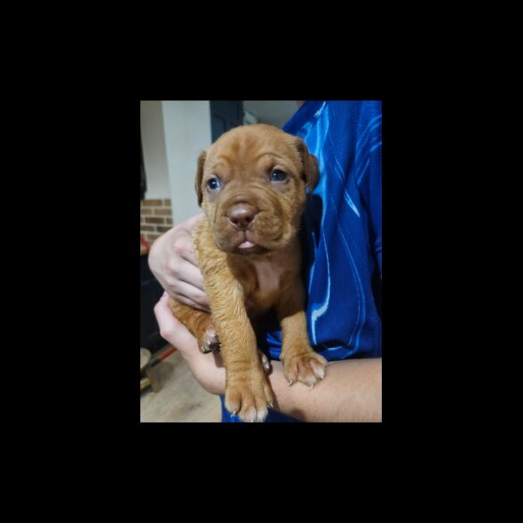 Dogue De Bordeaux - Both