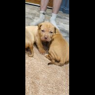 Dogue De Bordeaux - Both