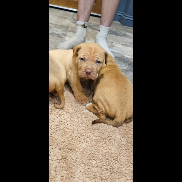 Dogue De Bordeaux - Both