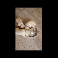 Dogue De Bordeaux - Both