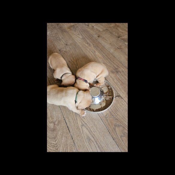 Dogue De Bordeaux - Both