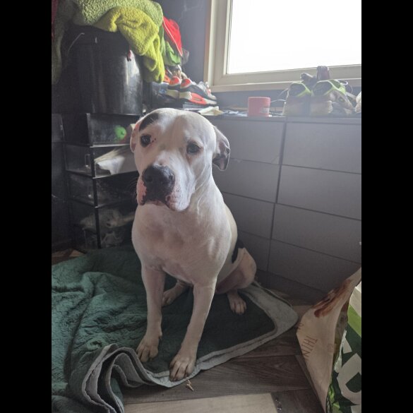 American Bulldog