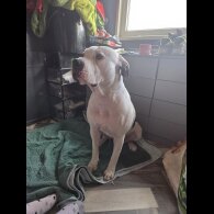 American Bulldog