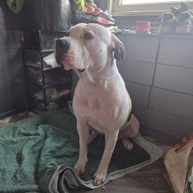 American Bulldog