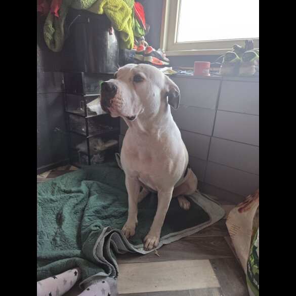 American Bulldog