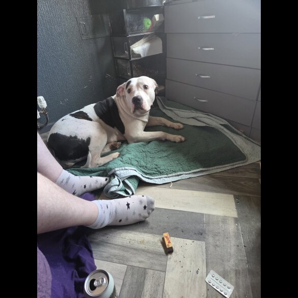 American Bulldog