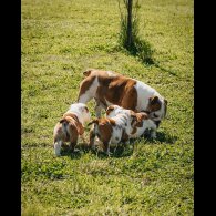 English Bulldog - Both
