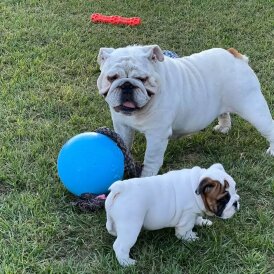 English Bulldog - Both