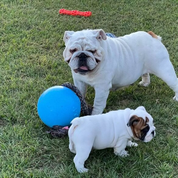 English Bulldog - Both