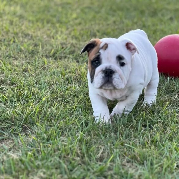 English Bulldog - Both