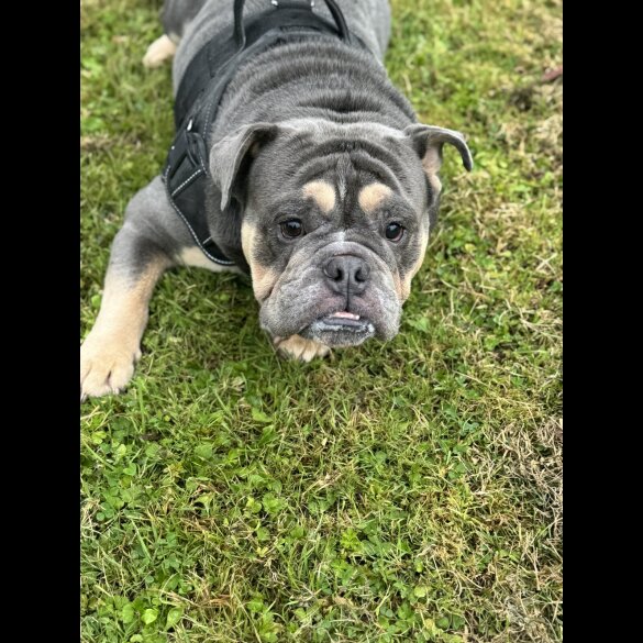 English Bulldog
