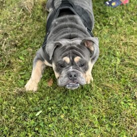 English Bulldog