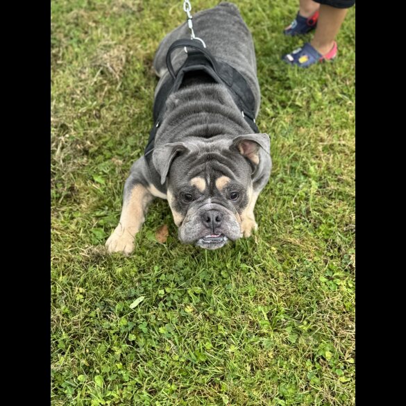 English Bulldog