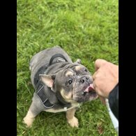 English Bulldog