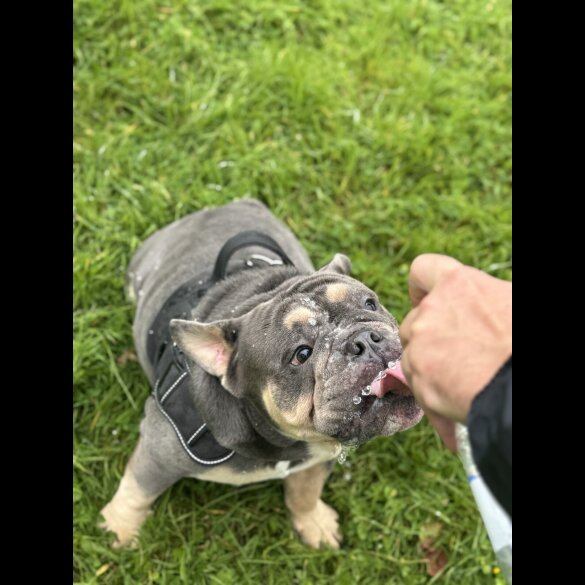 English Bulldog