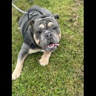 English Bulldog