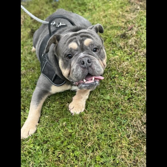 English Bulldog