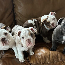English Bulldog - Both