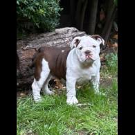 English Bulldog - Bitches