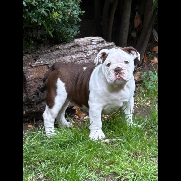 English Bulldog - Bitches