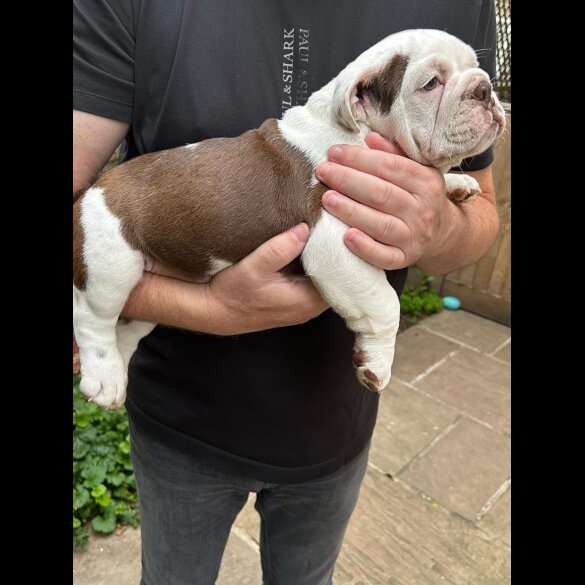 English Bulldog - Bitches