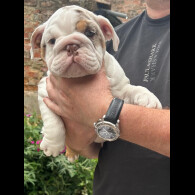 English Bulldog - Bitches