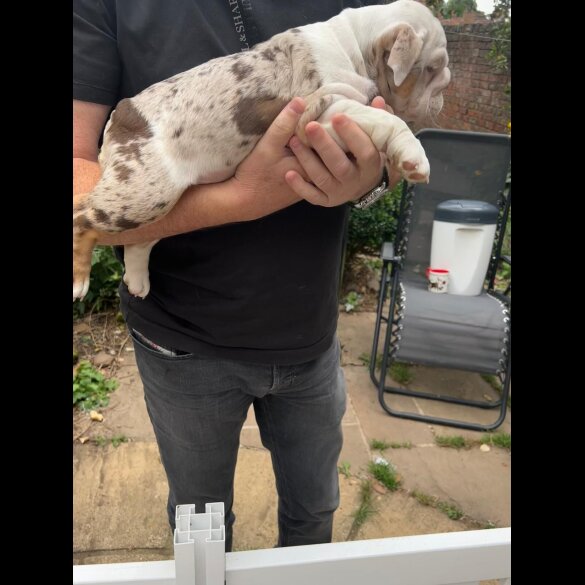 English Bulldog - Bitches