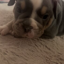 English Bulldog - Dogs