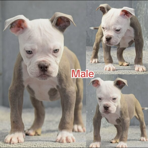 English Bulldog - Both
